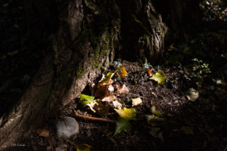 La gelor es fa notar per aquestes latituds i sembla que la tardor toca les portes