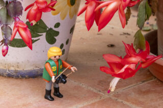 passejant entre els cactus de Nadal